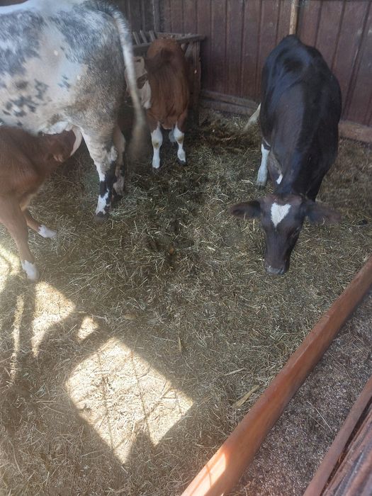 Vand vacă primul vitel+3 vitei