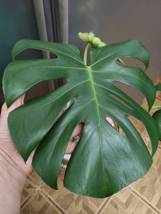 Красавица Монстера!