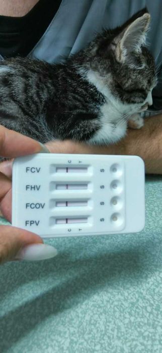 Отдам котёнка даром