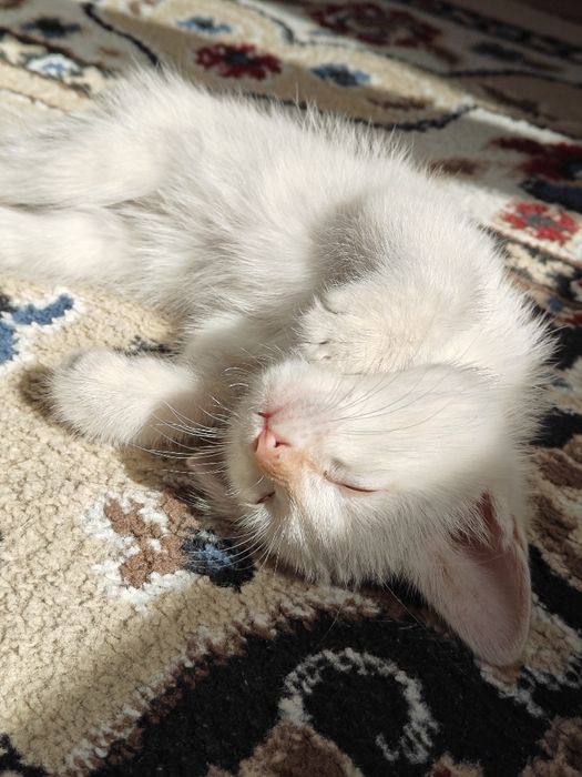 Котенок 2 месяца