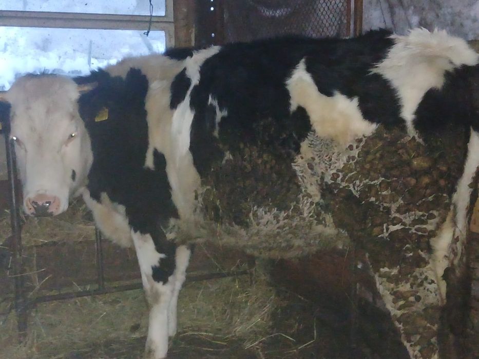 Vand juninca montata