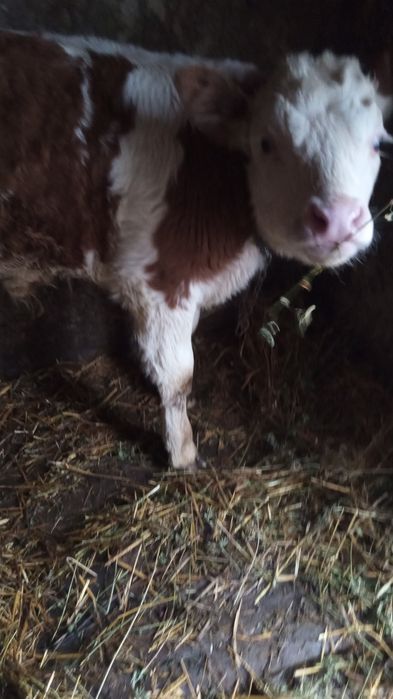 Vand vitel rasa băltească românească