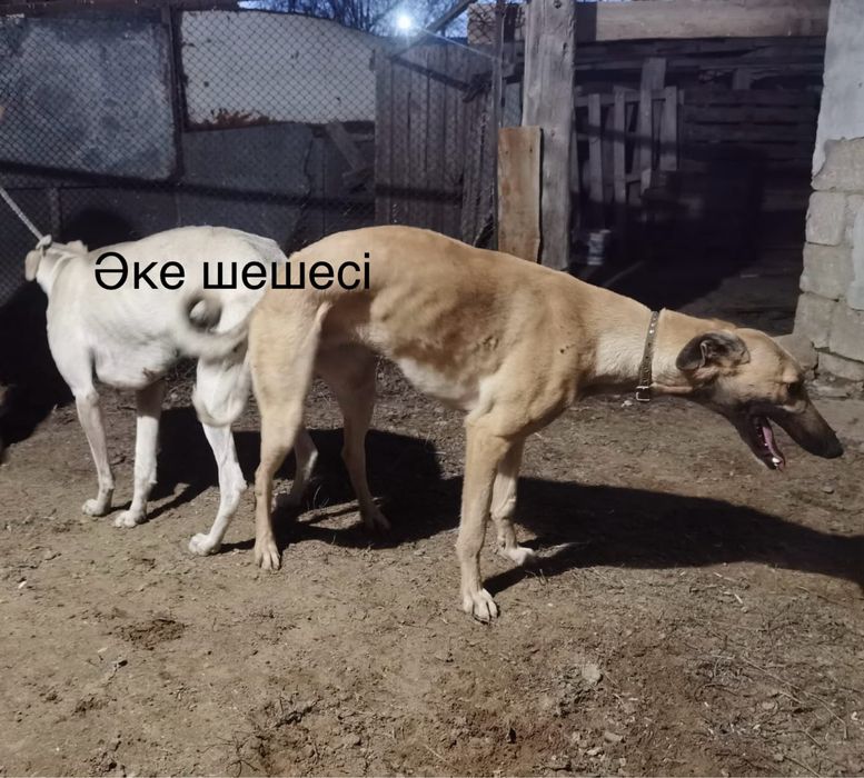 Грейхорт сатылады еркек