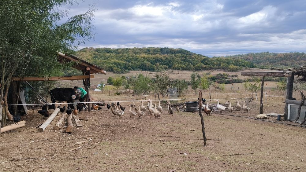 Vând gâște, rațe și pui