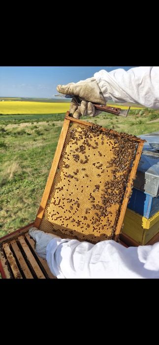 Vând faguri din ceara naturală de albine