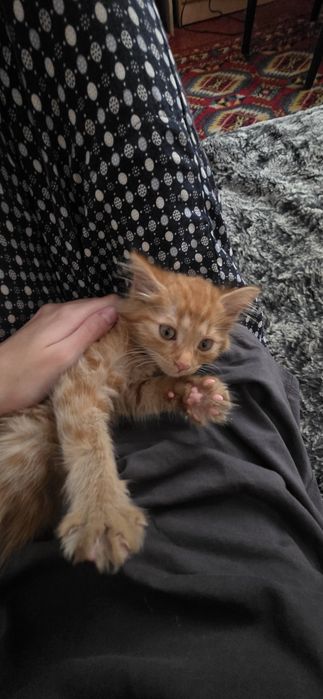 Котенок! У лотку приучен