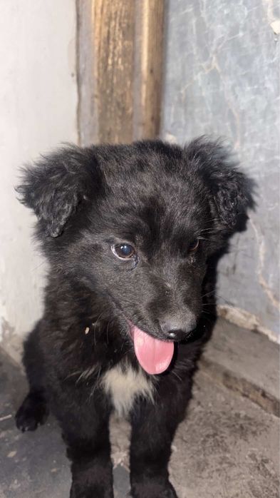 Щенята дворняшки