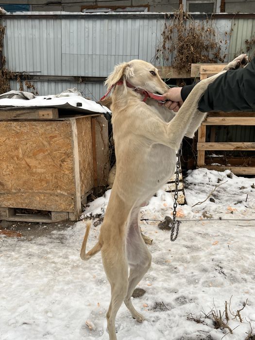 Тазы сатылады! Продается тазы