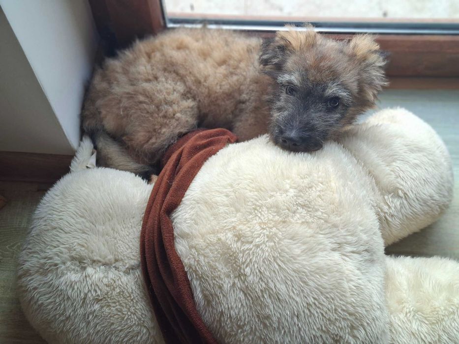 Donez catelusa metis 4 luni