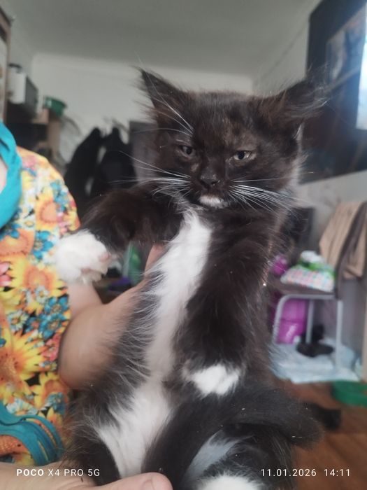 Отдам котят в добрые руки.