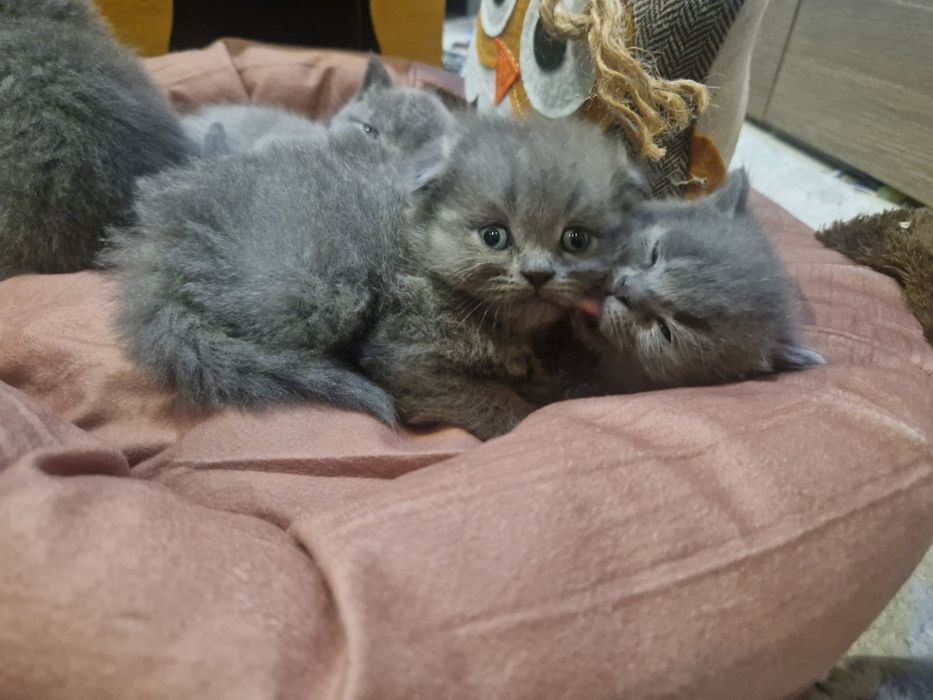 Шотландска клепоуха, британска късокосместа