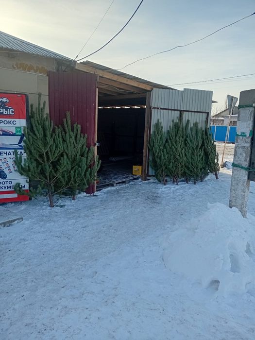 В продажи имеются елки