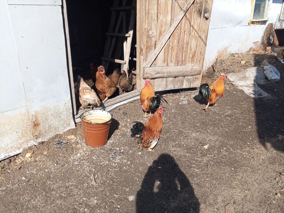 Продам петухов в с.Бишкуле