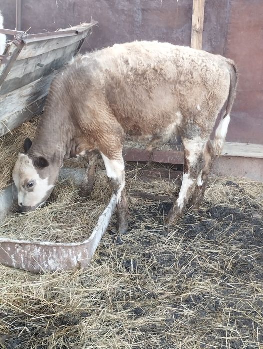 Продам бычков годовалых