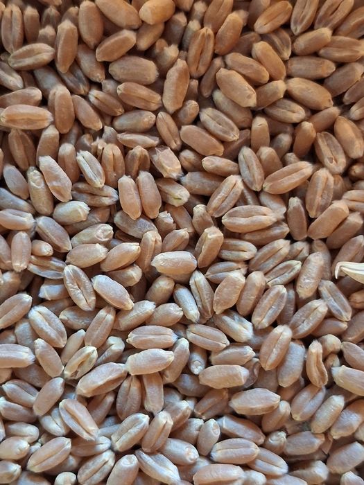 Porumb boabe   si grau