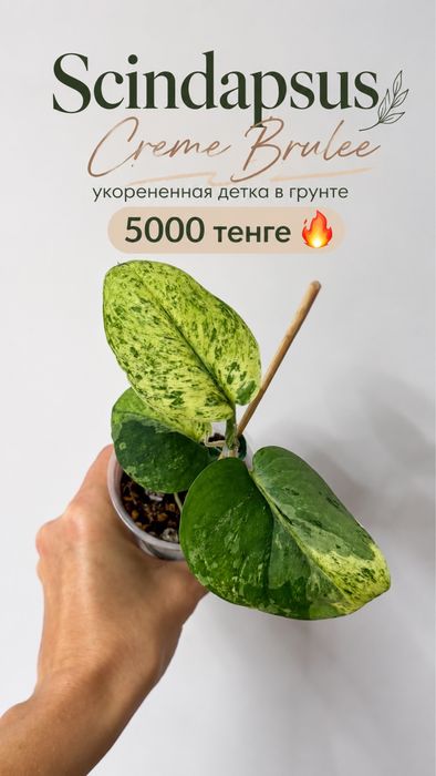 Сциндапсус Крем Брюле