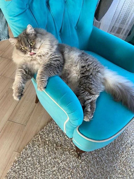 продается котенок Британский длинношерстный