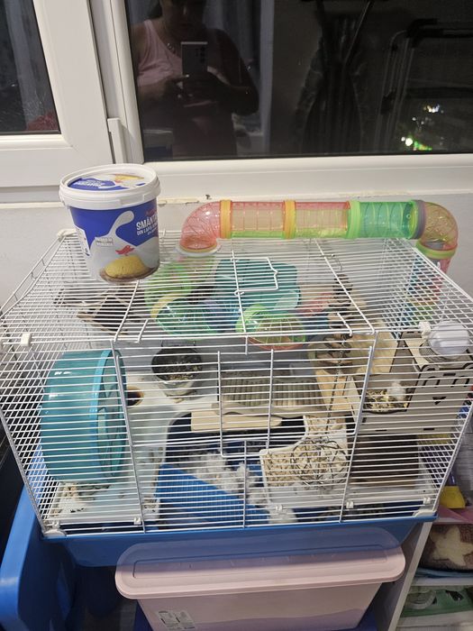 Donez Hamster baiat
