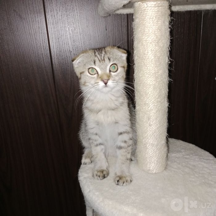Девочка табби тигрёнок