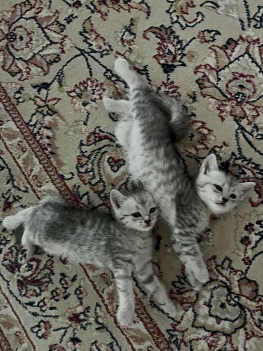 Маленький котёнок , мысык