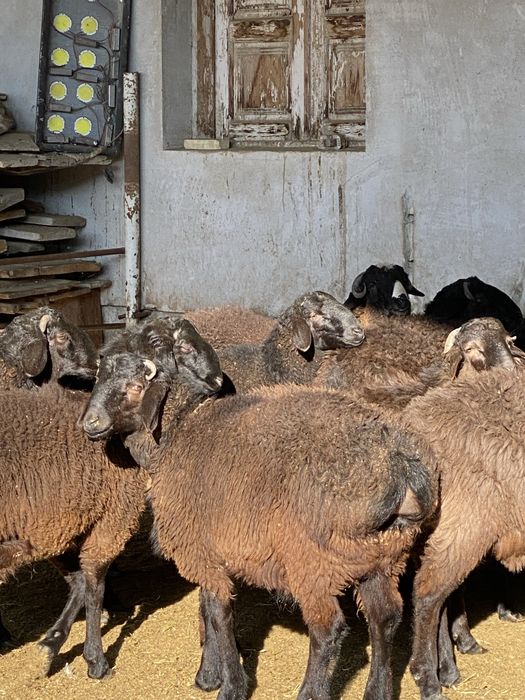 Tagal barra qochqor, Куйлар, кучкорлар сотилади срооочнаа!