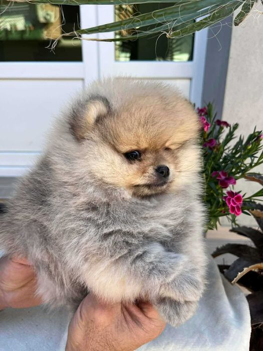 Мини пумеранчета