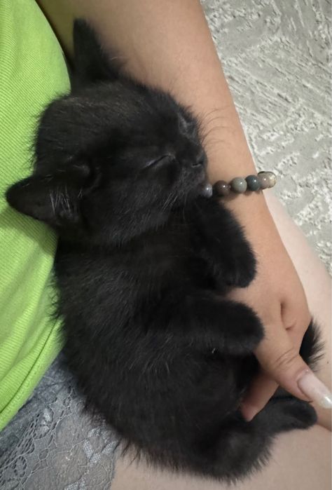 Отдаю котенка в хорошие руки