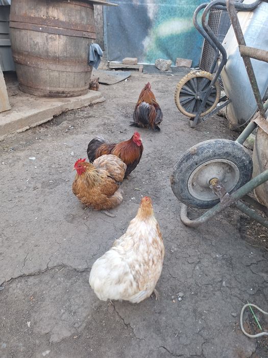 Vand 2 perechi cochinchina pitic