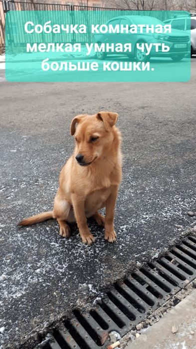 Собачка в ответственные руки