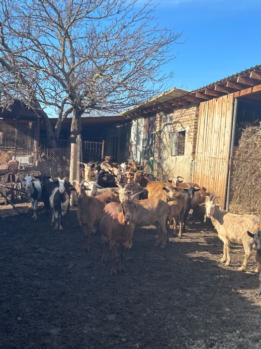 Кози, ярета и прасета за продаване