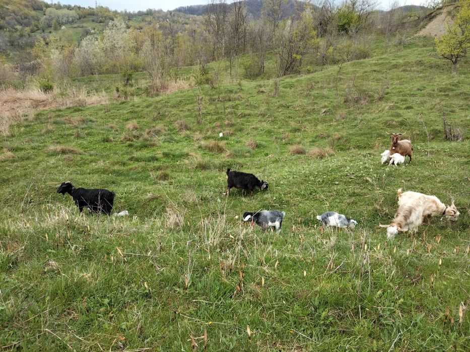 Vând Două capre  cu câte doi iezi