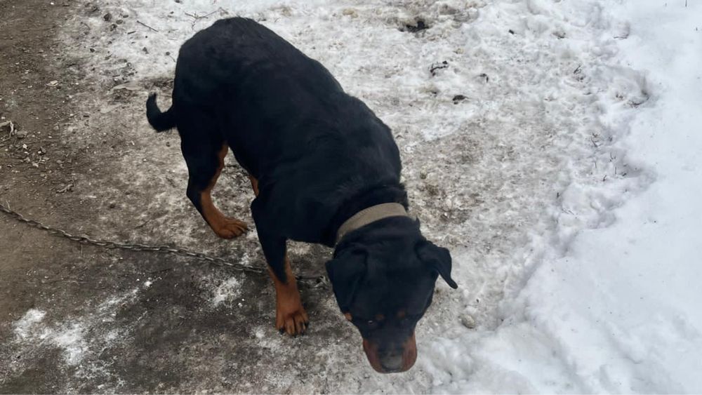 ПРОДАМ! Ротвейлер