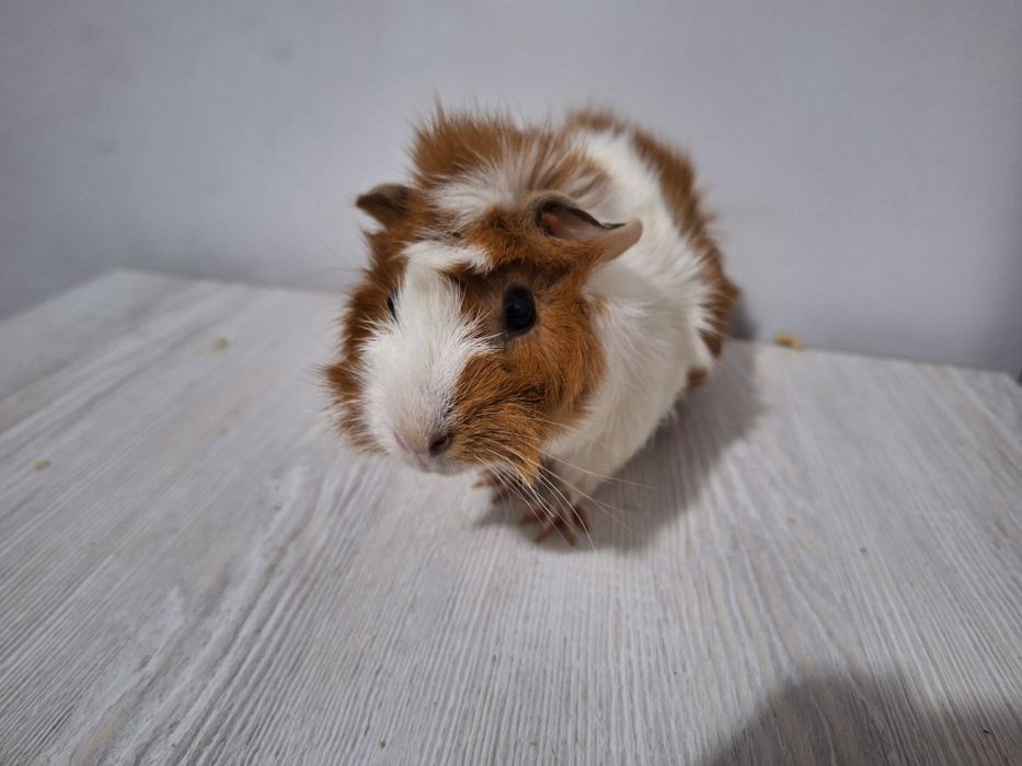 Морская свинка-самка