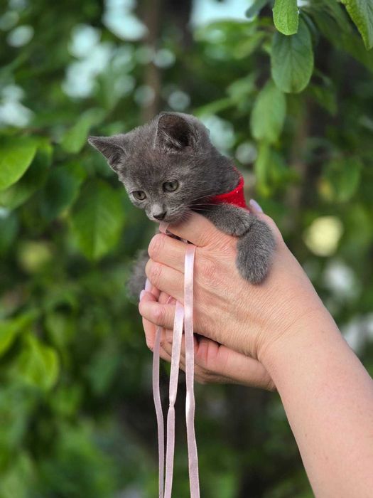 котята мальчик и девочка, возраст примерно 1 месяц