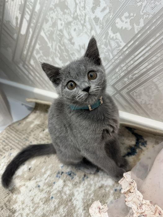 «Британский породистый котёнок»