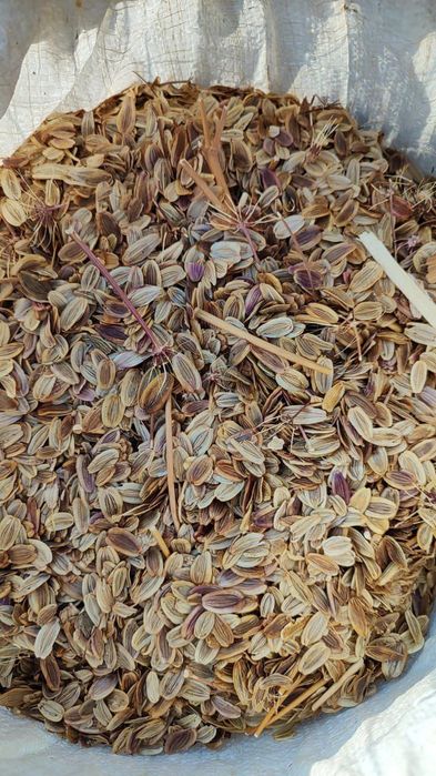 Каврак уруги улжон сотилади