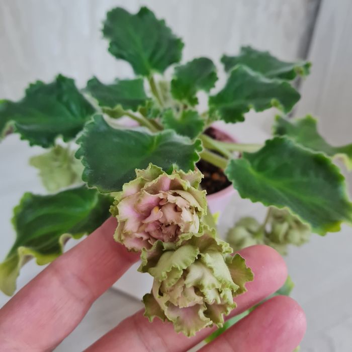 Продам взрослые сортовые фиалки