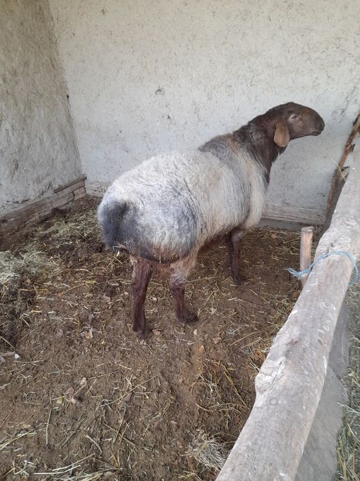 Yirik qóchqor uruģlik uchun.