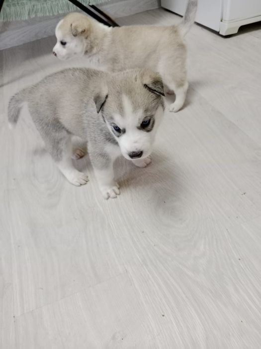 Продаются щенки Хаски