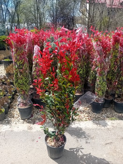 Amenajez gradini spați verzi cu plante ornamentale naturale