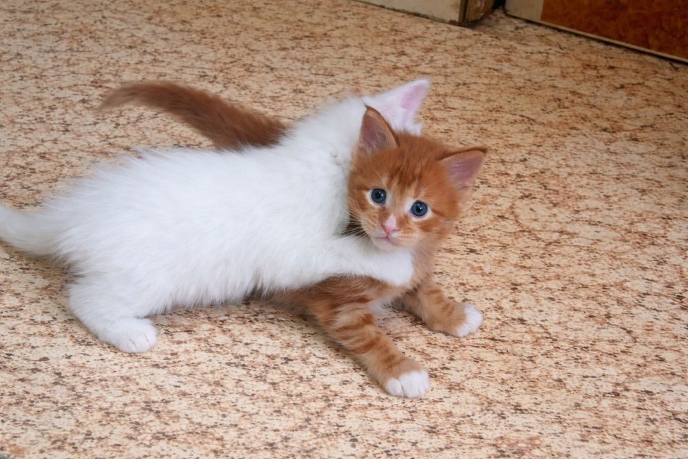 Котята Мейн Кун ( питомник)