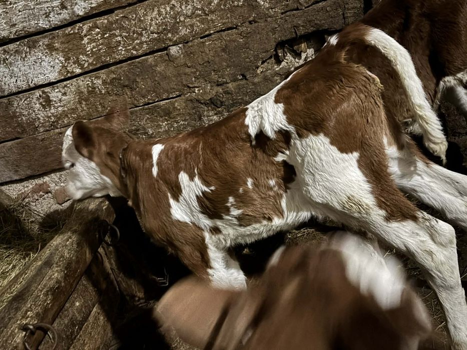 Vând 1 tauras și 2 vitele