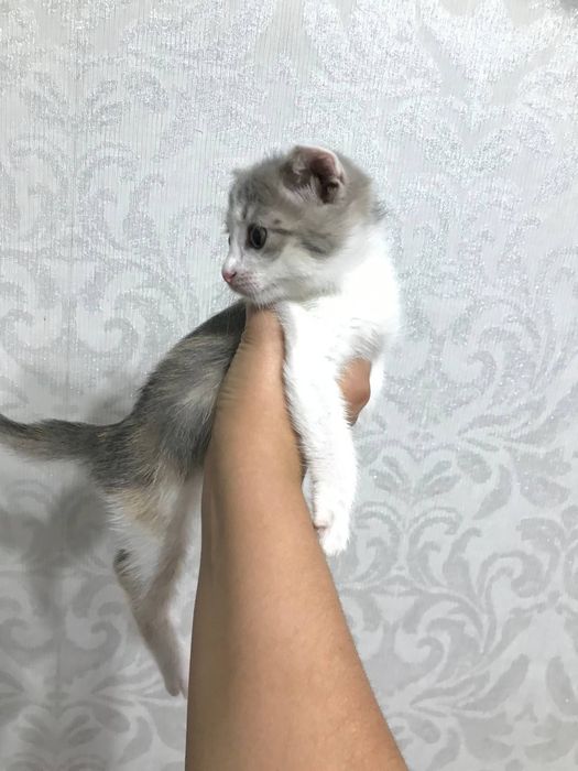 Котёнок вислоухий девочка