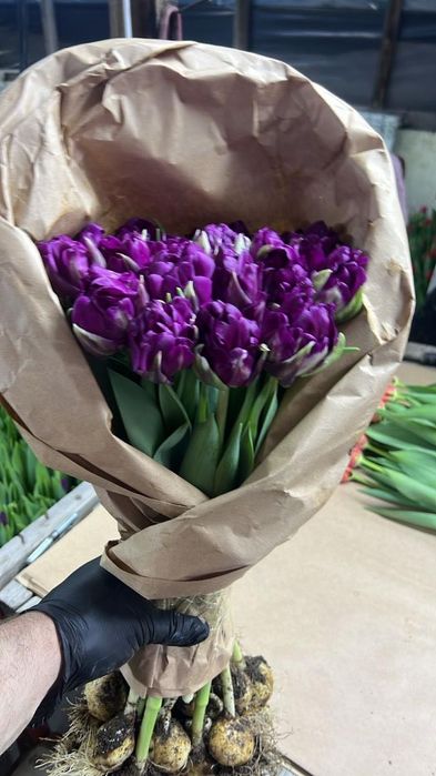 Тюльпаны оптом и в розницу
