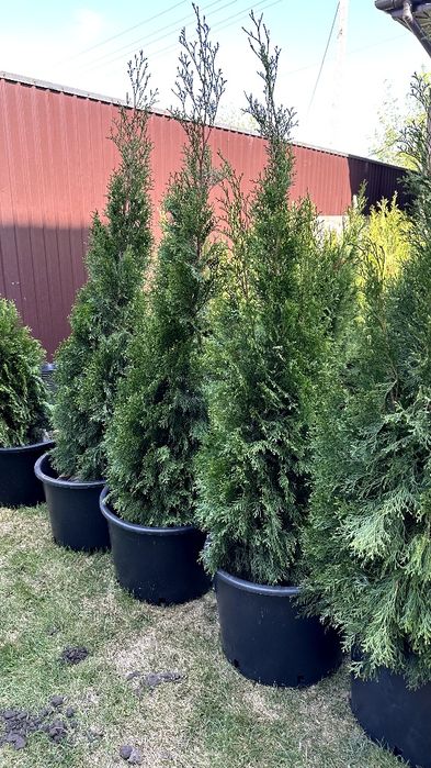 Продам Туя Смаргад