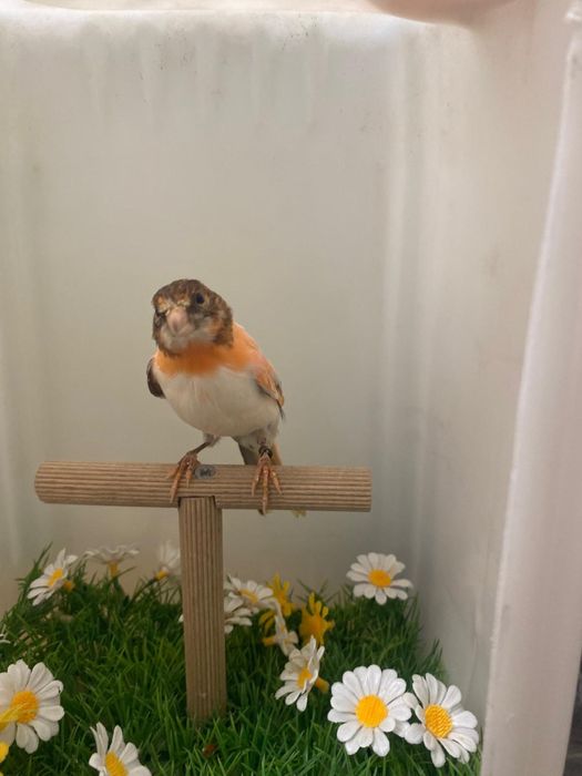 Canari arlechini portughezi