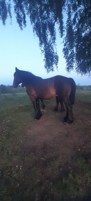 De vânzare doi mânzi