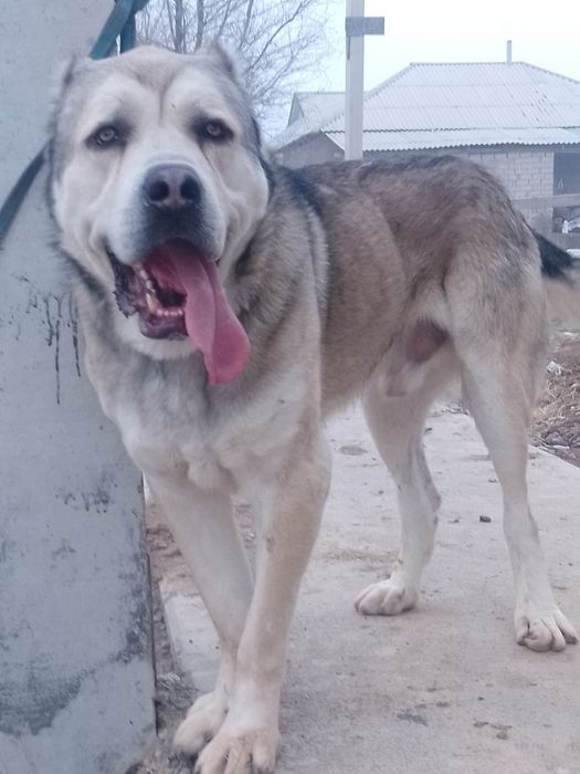 Собака 150 тысяч