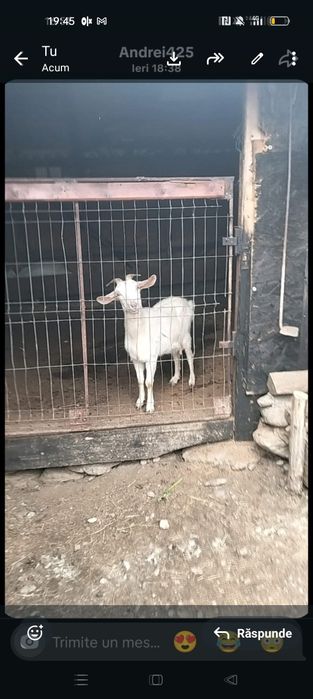 Capre de vânzare
