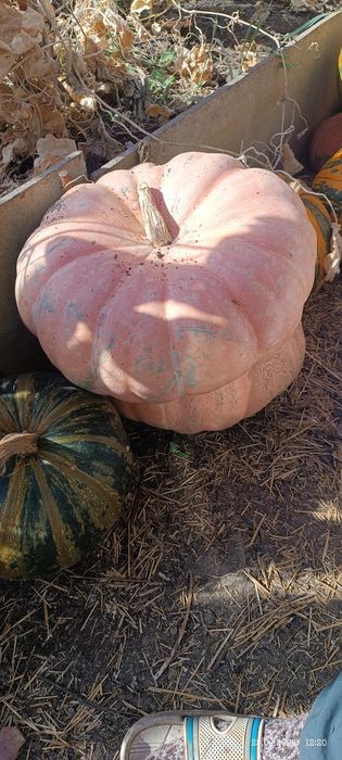 Продам тыкву Голландия